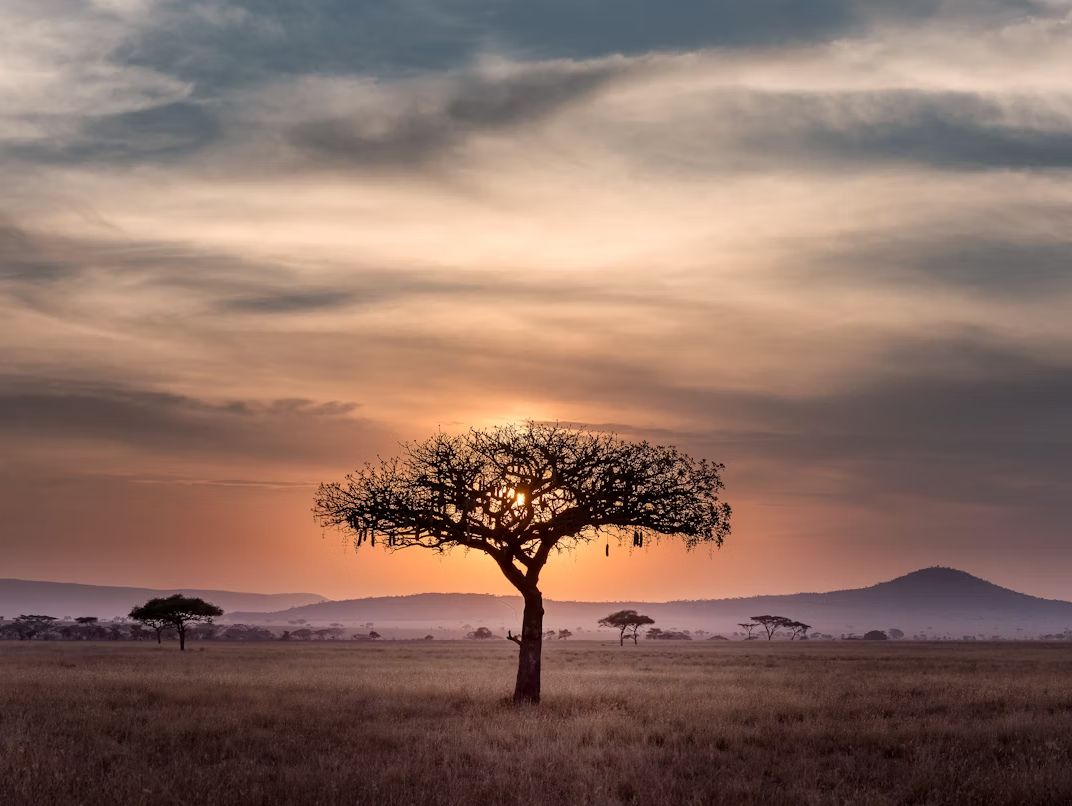 Private safari on the savanna at golden hour