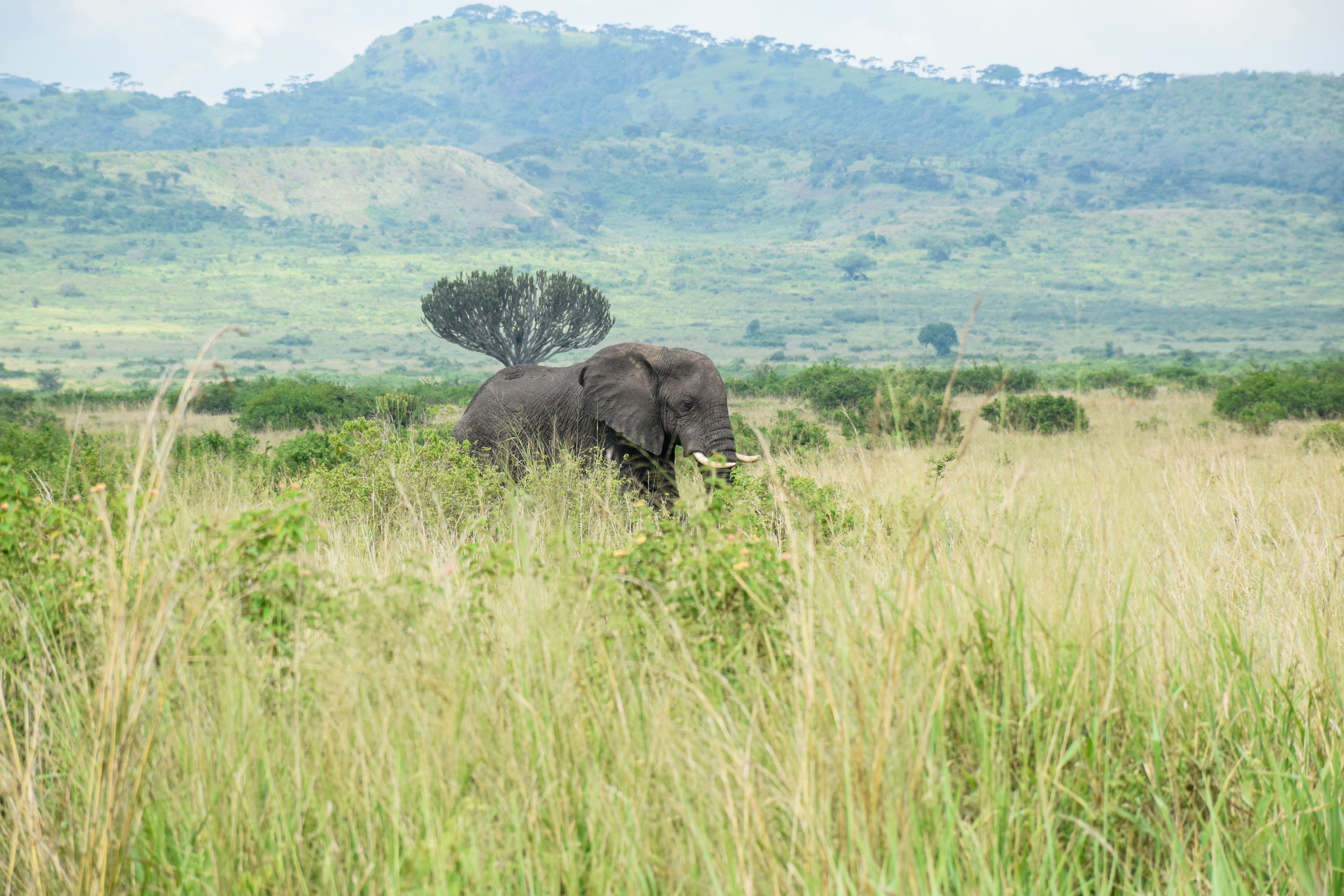 Uganda Safari