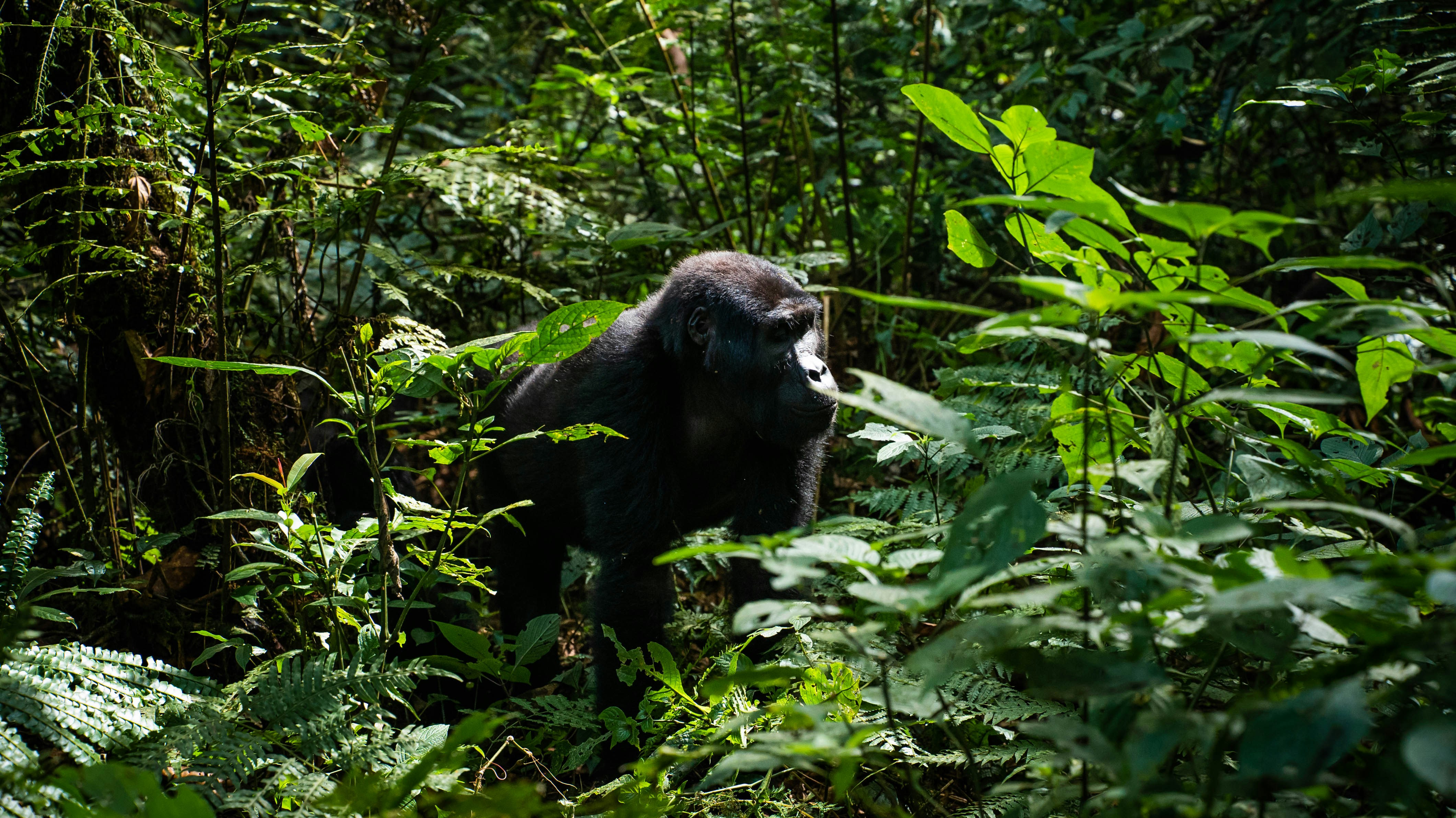 Gorilla Trekking